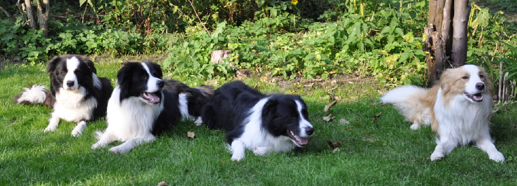 AJ / Dreamer / Austin / Aurum